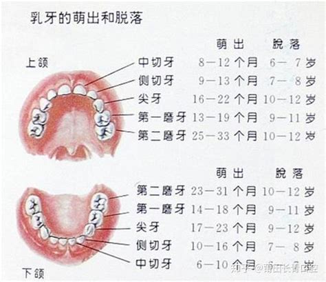 小朋友出大牙|儿童换牙，爸妈应该知道的九件事